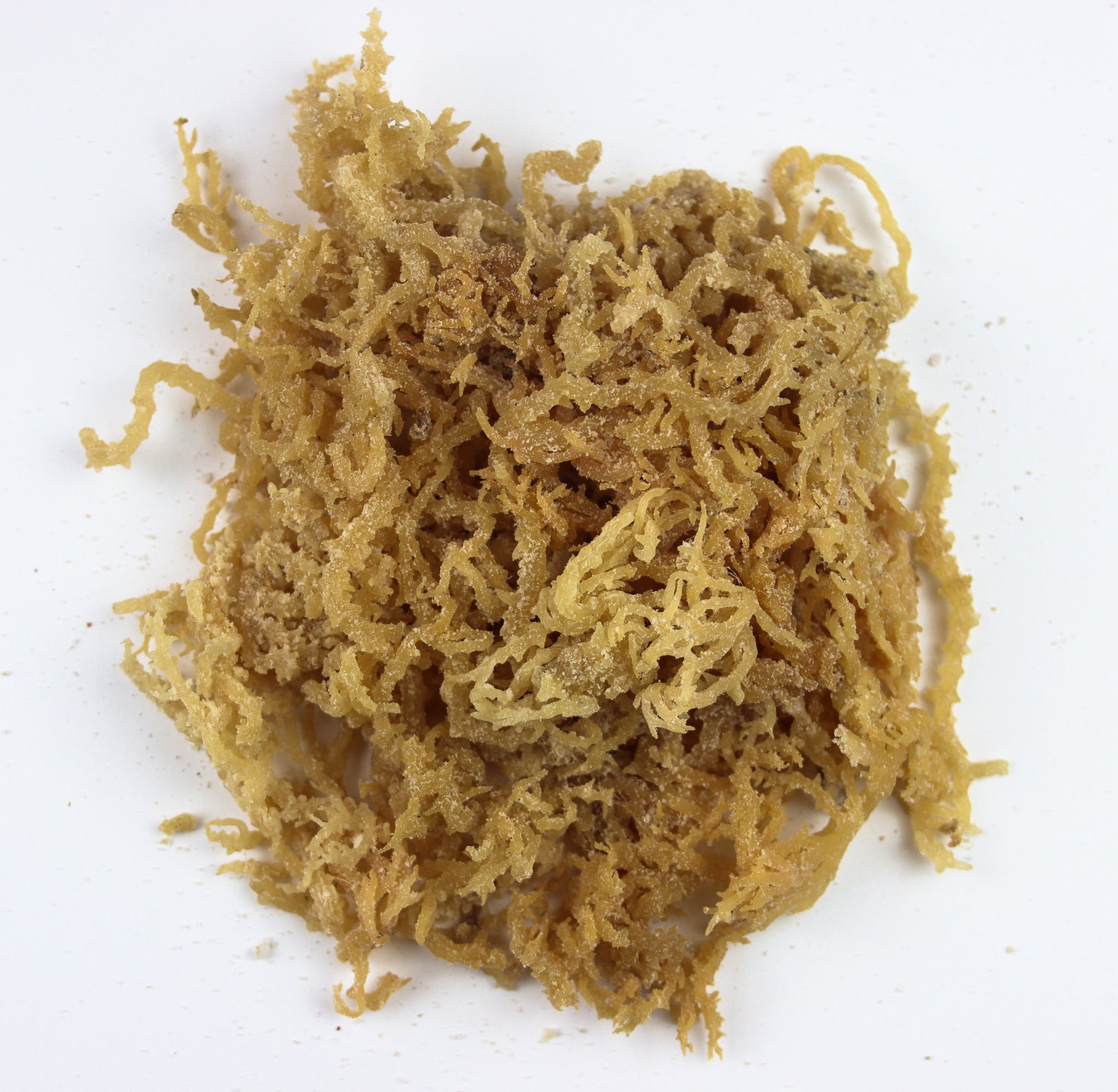 Raw Sea Moss Jamaican Irish Moss Wild Harvested Vegan 5 lbs | Etsy