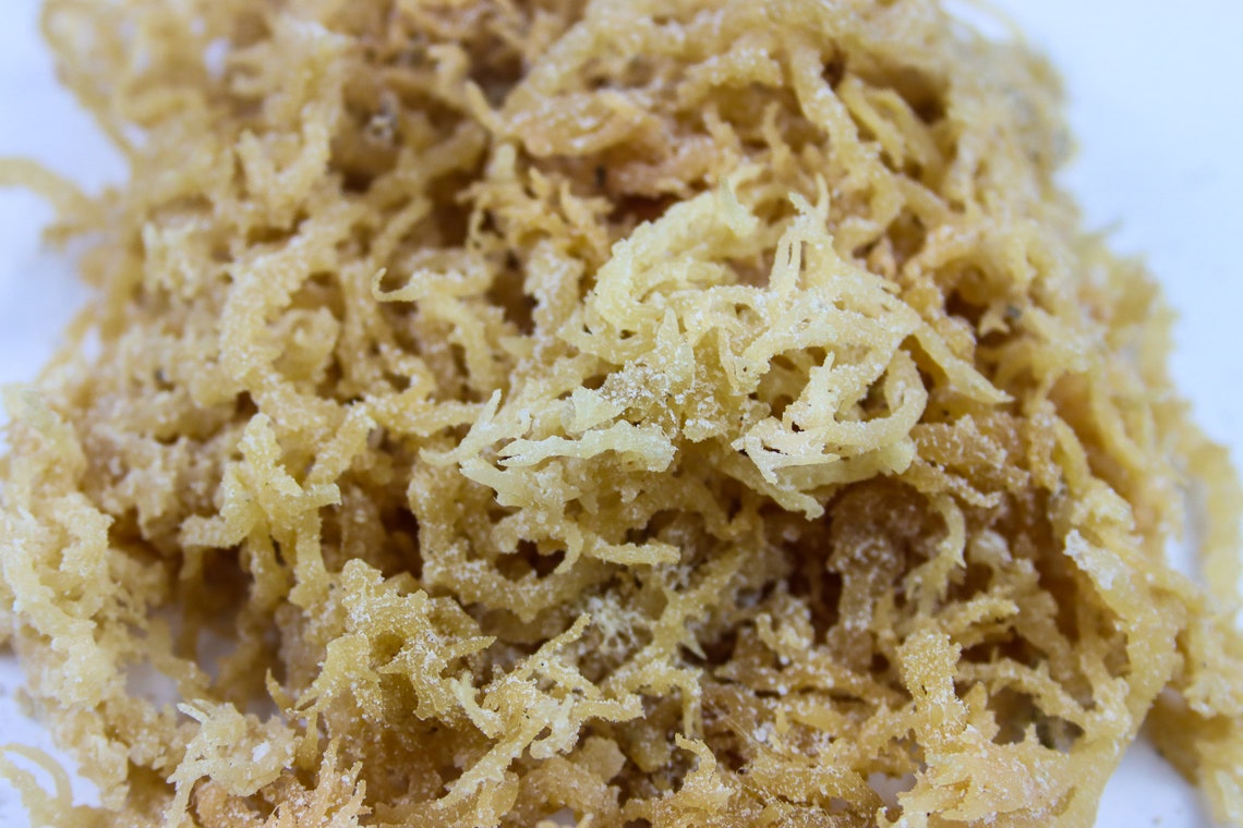 Wild Harvested Sea Moss/ Irish Moss Various Qtys Etsy