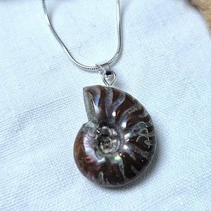 Peut inclure: Un collier en chaîne argent avec un pendentif en forme de fossile d'ammonite brun irisé.