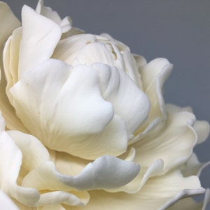 Peony Closed