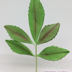 May include: A green pointed leaf stem with five leaves. The leaves are a light green with a darker green hue on the edges. The stem is a light brown color. The text "POINTED LEAVES" is printed in purple at the bottom of the image.