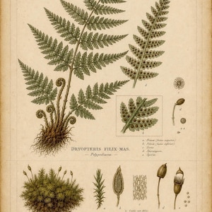 Może przedstawiać: Botaniczna rycina w stylu vintage przedstawiająca szczegółowe ilustracje Dryopteris filix-mas i Leucobryum glaucum. Obraz ukazuje zielone liście paproci, kępy mchu oraz powiększone struktury anatomiczne z łacińskimi etykietami i tekstem, w tym Tab. XXVIII, Florae Britannicae oraz datą 17 Junii, 1874.