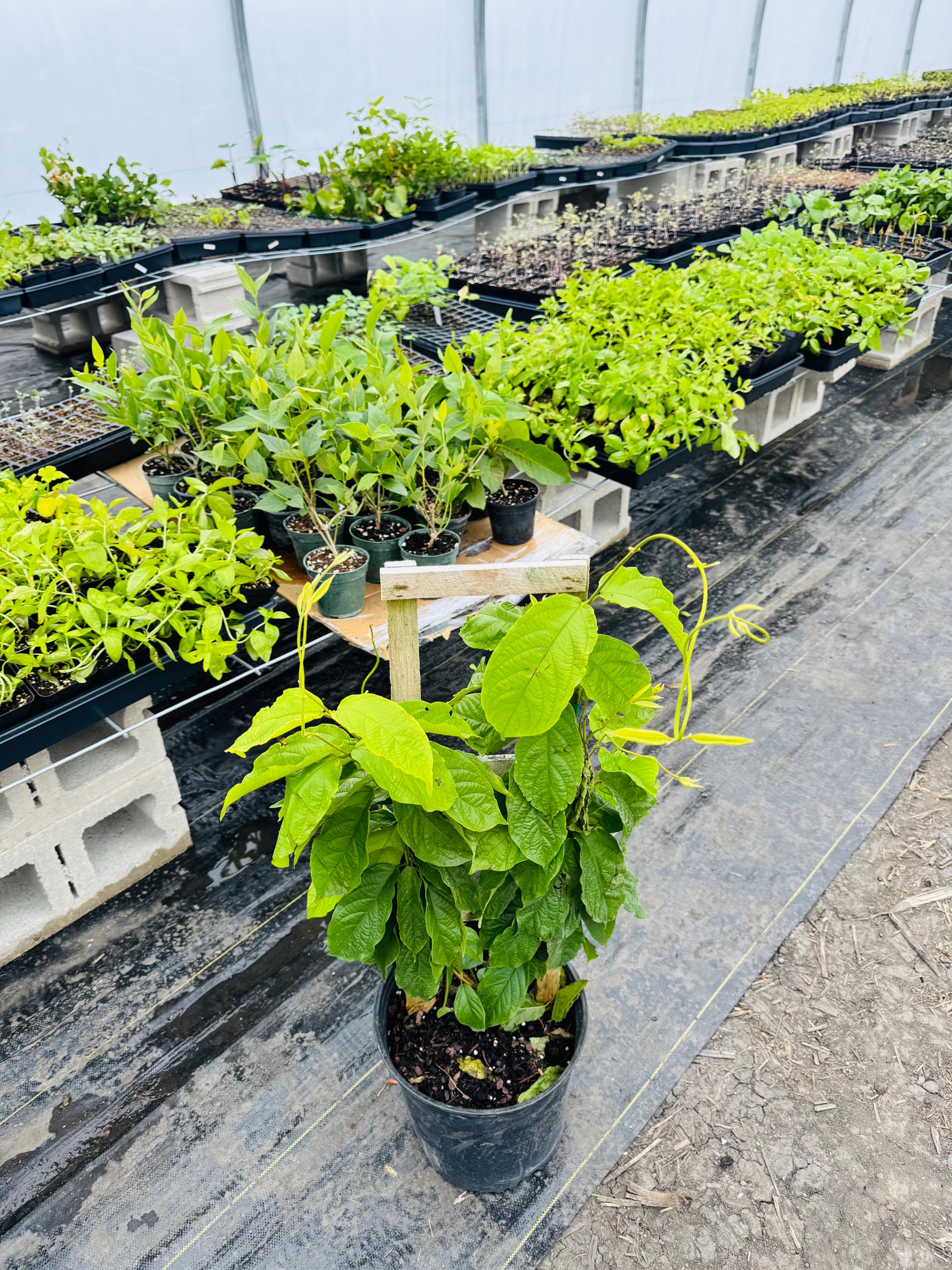 Rangoon Creeper Double - Etsy