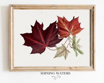 Botanical Red Autumn Maple Leaves Print | Printable Wall Art | Instant Digital Download