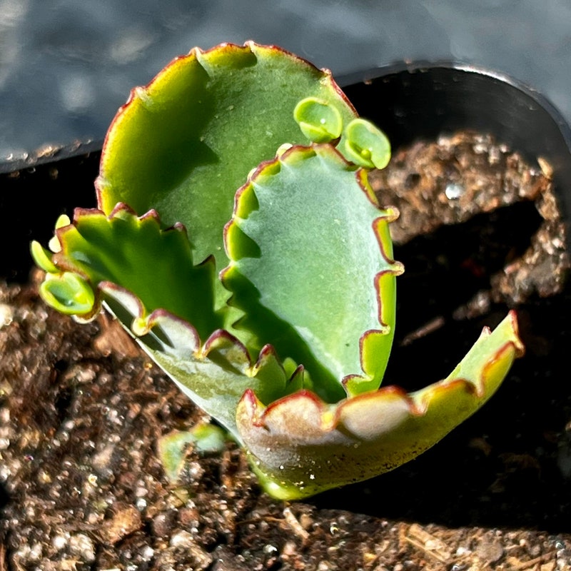 Mother of a Thousand Plant - Etsy