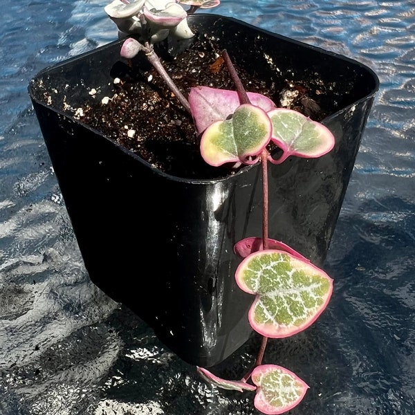 Rare Variegated String of Hearts (Ceropegia woodii variegata) Plant