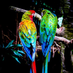 Colorful Tropical Parrot Photography Print, Bird Photography, Bird Wall Art