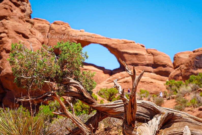 Arches National Park. Moab Utah  Nature Photography Print image 1