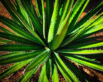 Nature Photography Print, Aloe, Cactus, Desert