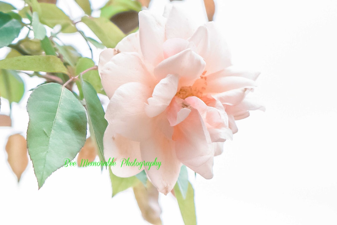 Rose Photography Print, Flower, Pink Rose Wall Art - Etsy