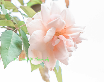 Rose Photography Print, Flower, Pink Rose Wall Art