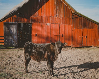 Out on the Farm, Red Barn and Cow