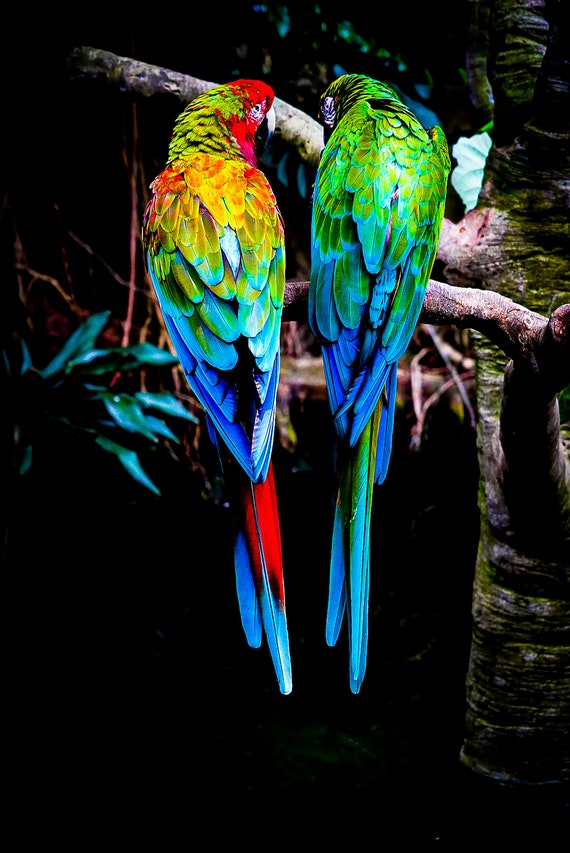 Tropical parrots discount