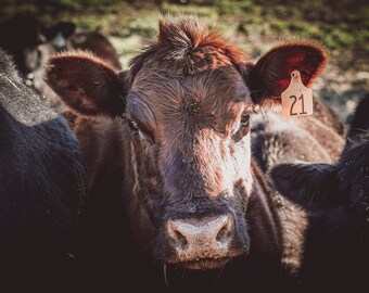 Tranquil Tennessee, Cow,  Photography Print, Physical Print,
