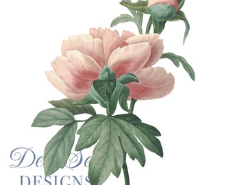 Flower Clipart Peony Rose Botanical Illustration PNG and JPG Files,journalling, collage Digital Prints, floral prints,Collages,Card Making