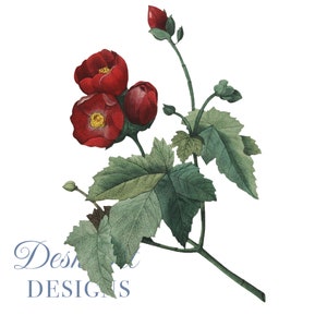 Clipart de flor Ilustração botânica de flor vermelha Arquivos PNG e JPEG, diário, colagem, impressões digitais, impressões florais, impressão de parede, confecção de cartões