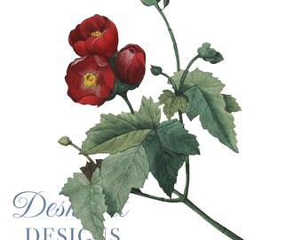 Flower Clipart Red Flower Botanical Illustration PNG and JPEG Files,journalling,collage, Digital Prints,floral prints,wall print,Card Making