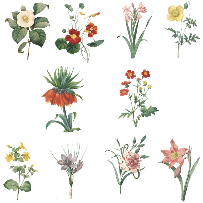 May include: A collection of ten botanical illustrations featuring various flowers in bloom. The flowers are depicted in a realistic style with intricate details of their petals, leaves, and stems. The illustrations are set against a white background.