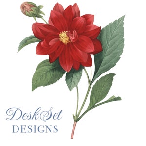 Flor Clipart flor vermelha Ilustração botânica Arquivos PNG e JPEG, diário, colagem, impressões digitais, impressões florais, impressão de parede, confecção de cartões