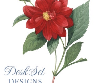 Flower Clipart red flower Botanical Illustration PNG and JPEG Files,journalling,collage, Digital Prints,floral prints,wall print,Card Making