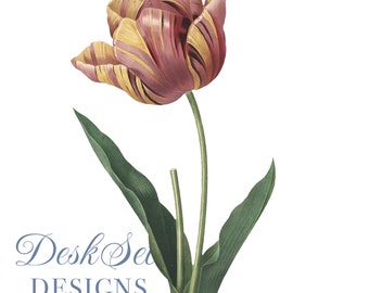 Flower Clipart Tulip Botanical Illustration PNG and JPEG Files,journalling, collage, Digital Prints, floral prints,wall print,Card Making