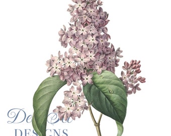 Flower Clipart Purple Lilac Botanical Illustration PNG and JPG Files,journalling, collage Digital Prints, floral prints,Collages,Card Making