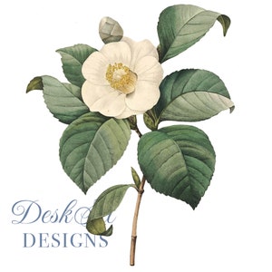 Cream Flower Clipart Botanical Illustration PNG and JPEG Files,journalling, collage, Digital Prints, floral prints,wall print,Card Making