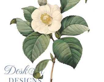 Cream Flower Clipart Botanical Illustration PNG and JPEG Files,journalling, collage, Digital Prints, floral prints,wall print,Card Making