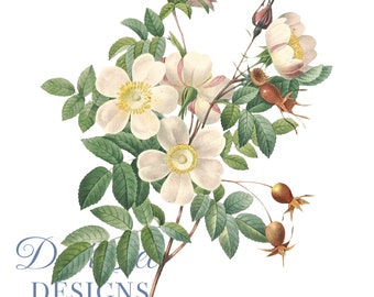 Cream Roses Flower Clipart Botanical Illustration PNG JPEG Files,journalling, collage, Digital Prints, floral prints,wall print,Card Making
