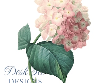 Pink Hydrangea Flower Clipart Botanical Illustration PNG JPEG Files,journalling, collage,Digital Prints,floral prints,wall print,Card Making