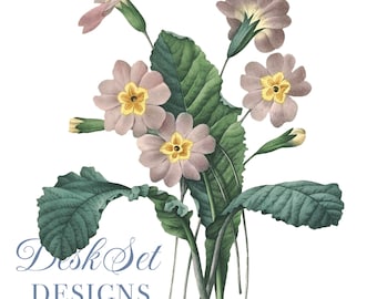 Flower Clipart Primrose Botanical Illustration PNG and JPEG Files,journalling, collage, Digital Prints, floral prints,wall print,Card Making