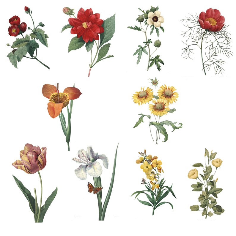 May include: A collection of botanical illustrations featuring various flowers. The image showcases a diverse array of blooms, including red dahlias, yellow sunflowers, and a white iris with a butterfly. The illustrations are detailed and vibrant, with a focus on botanical accuracy.