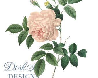Flower Clipart Pink Rose Botanical Illustration PNG and JPG Files for Wedding Invitations,Digital Prints, floral prints,Collages,Card Making