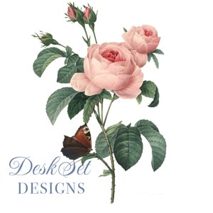 Flower Clipart Pink Rose Botanical Illustration PNG and JPG Files for Wedding Invitations,Digital Prints, floral prints,Collages,Card Making