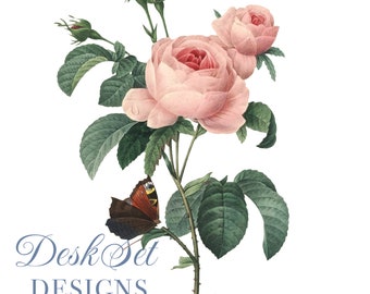 Flower Clipart Pink Rose Botanical Illustration PNG and JPG Files for Wedding Invitations,Digital Prints, floral prints,Collages,Card Making
