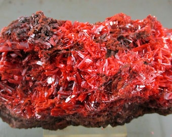 May include: A raw mineral specimen featuring a dense cluster of vibrant, translucent red crystalline structures growing upon a dark, textured, earthy brown matrix. The jagged, needle-like crystals exhibit a brilliant scarlet hue and reflective surfaces.