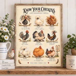Op de afbeelding: Een ingelijste kunstdruk getiteld Know Your Chickens met negen geïllustreerde kippenrassen, waaronder Polish, Silkie, Frizzle, Sebright, Brahma, Appenzeller Spitzhauben, Sultan, Orpington en Faverolles, elk voorzien van een beschrijvende tekst.