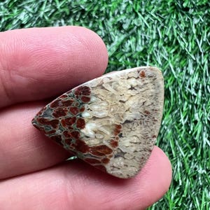 Puede incluir: Una piedra triangular pulida con un patr&oacute;n &uacute;nico. La piedra presenta una mezcla de colores, incluyendo marr&oacute;n, crema y rojo oscuro. La textura parece ser una mezcla de suave y rugoso, con un tacto natural y org&aacute;nico. La piedra se sostiene en una mano sobre un fondo verde.