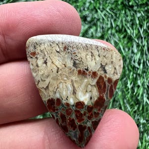 Puede incluir: Una gema triangular con un patr&oacute;n &uacute;nico de tonos beige, blanco y rojo intenso. La superficie de la piedra tiene una apariencia texturizada, con una mezcla de dise&ntilde;os moteados y veteados. La gema se sostiene entre los dedos sobre un fondo verde.