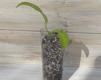 Lemon Lime Philodendron