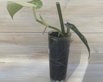 Scindapsus Mayari
