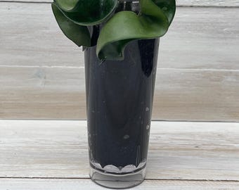 Hoya Carnosa Compacta