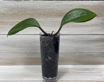 Hoya Quinquenervia