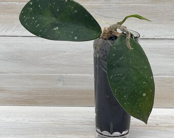 Hoya Carnosa Freckles