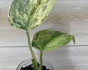 Scindapsus Peasun