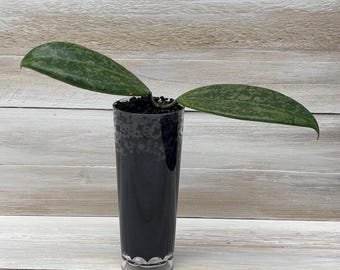 Hoya Wibergiae