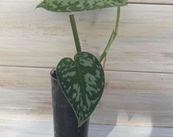 Scindapsus Mayari