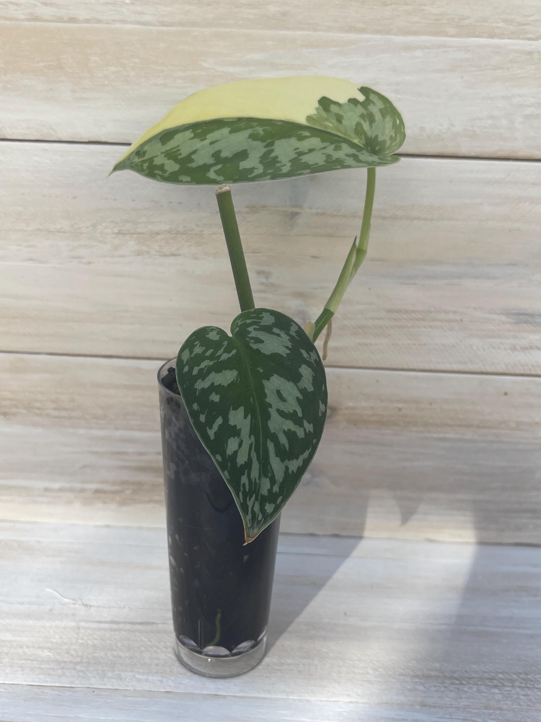 Scindapsus Matcha - Etsy
