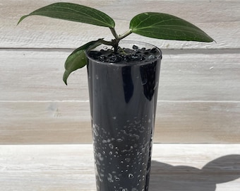 Hoya Fitchii