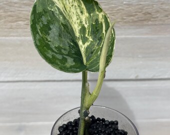Scindapsus Peasun
